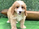 Show Kalite Maltipoo Yavrular