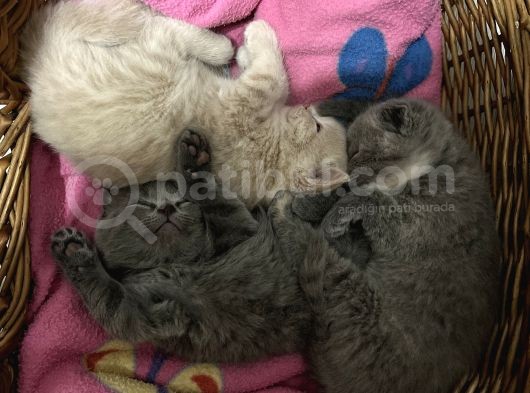 Cins Kedi Sahiplendirme görsel