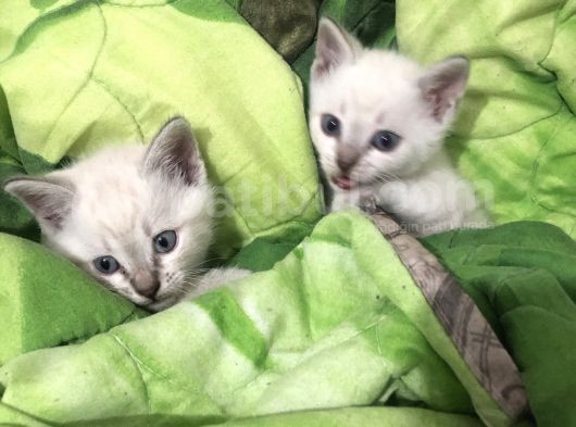 Üç Yakışıklı Kardeşe Yeni Aile görsel