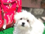 Gerçek Maltese Yavrular