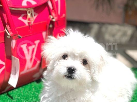 Gerçek Maltese Yavrular görsel