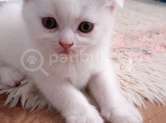 Uyguna Bu Bebeklere Aile Olmak Ister Misiniz görsel