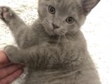 3 Aylık British Shorthair Yavrular