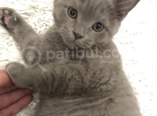 3 Aylık British Shorthair Yavrular görsel