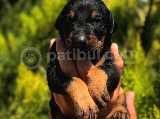 Secereli̇ Mi̇kroçi̇pli̇ Doberman Yavrulari