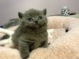 Edirne Keşan British Sahiplenmek Isteyen