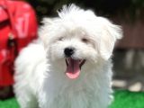 Gerçek Maltese Yavrular