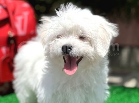 Gerçek Maltese Yavrular görsel
