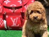 Red Toy Poodle Yavrular