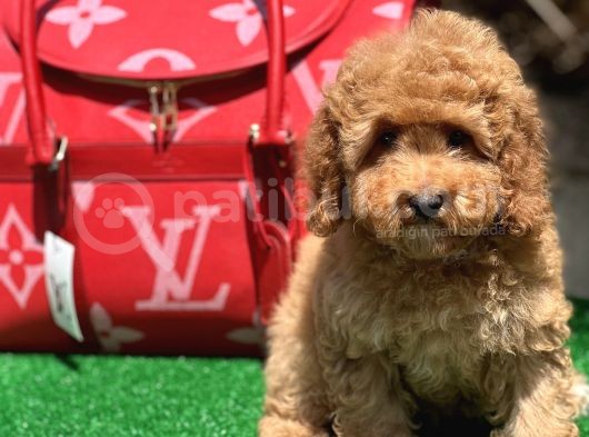 Red Toy Poodle Yavrular görsel
