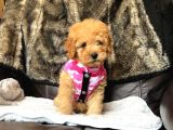 Safkan Toy Poodle Yavrularımız