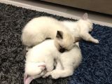 Üç Yakışıklı Kardeşe Yeni Aile