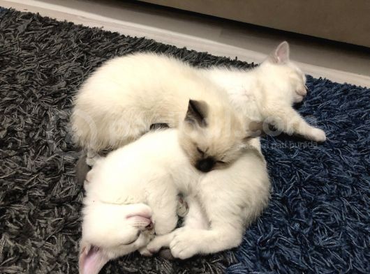 Üç Yakışıklı Kardeşe Yeni Aile görsel