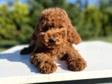 Toy Poodle Yavrularımız