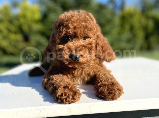 Toy Poodle Yavrularımız