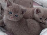 3 Aylık British Shorthair Yavrular