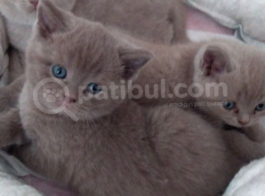 3 Aylık British Shorthair Yavrular görsel
