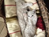 Cins Kedi Sahiplendirme