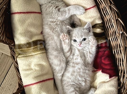 Cins Kedi Sahiplendirme görsel