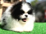 En İyi̇ Görsele Sahi̇p Pomerai̇nan Boo