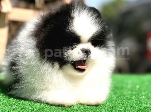 En İyi̇ Görsele Sahi̇p Pomerai̇nan Boo görsel