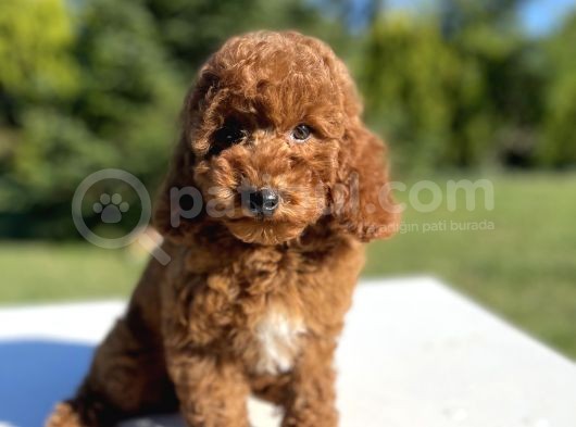 Toy Poodle Yavrularımız görsel