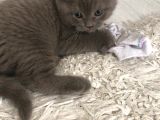 3 Aylık British Shorthair Yavrular