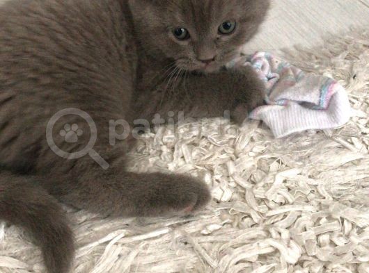 3 Aylık British Shorthair Yavrular görsel