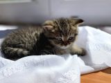 Oyuncu Golden Taby Yavru