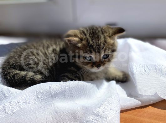 Oyuncu Golden Taby Yavru görsel