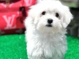 Gerçek Maltese Yavrular