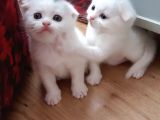 Uyguna Bu Bebeklere Aile Olmak Ister Misiniz