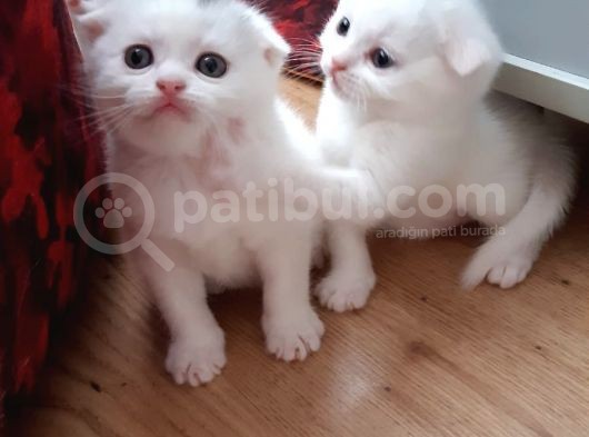 Uyguna Bu Bebeklere Aile Olmak Ister Misiniz görsel