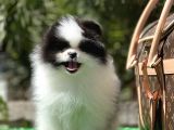 En İyi̇ Görsele Sahi̇p Pomerai̇nan Boo