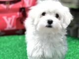 Gerçek Maltese Yavrular