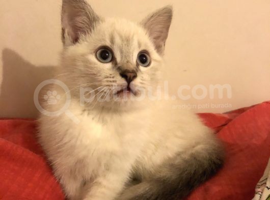 Üç Yakışıklı Kardeşe Yeni Aile görsel