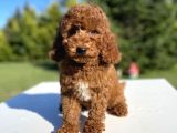 Toy Poodle Yavrularımız