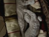 Cins Kedi Sahiplendirme