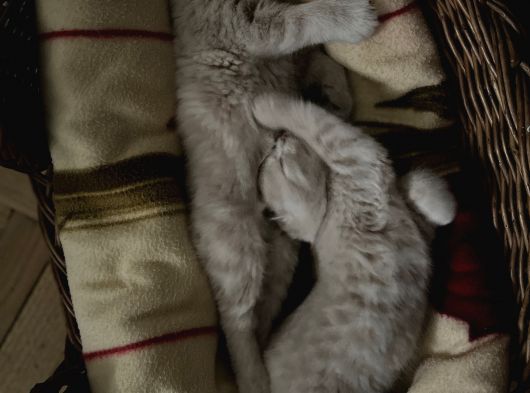 Cins Kedi Sahiplendirme görsel