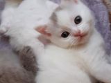 Uyguna Bebeklere Aile Olmak Ister Misiniz