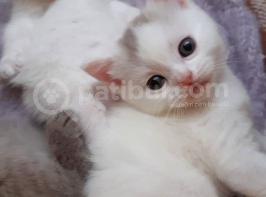 Uyguna Bebeklere Aile Olmak Ister Misiniz görsel