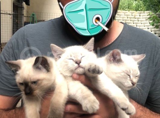 Üç Yakışıklı Kardeşe Yeni Aile