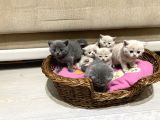 Cins Kedi Sahiplendirme