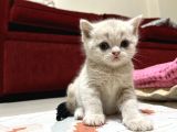 Cins Kedi Sahiplendirme