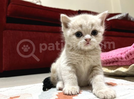 Cins Kedi Sahiplendirme görsel