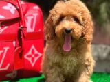 Red Toy Poodle Yavrular
