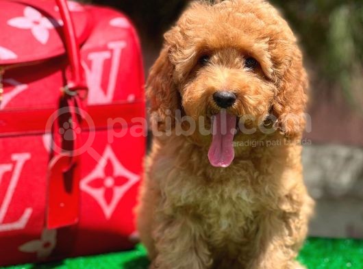 Red Toy Poodle Yavrular görsel