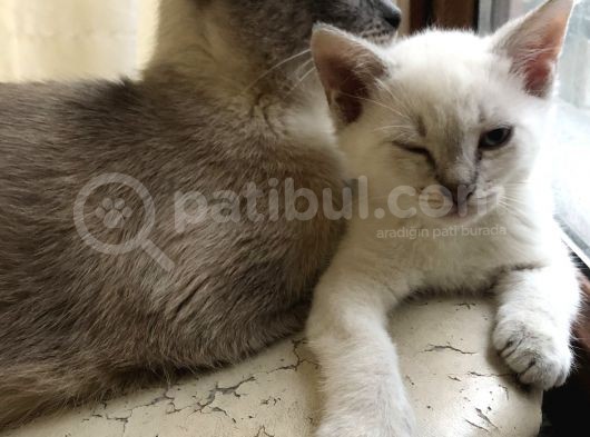 Üç Yakışıklı Kardeşe Yeni Aile görsel