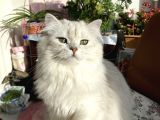 Oyuncu Golden Taby Yavru