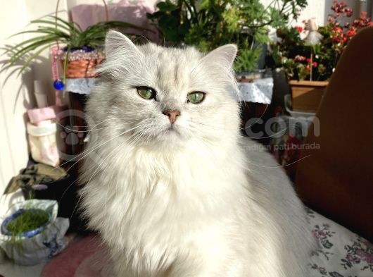 Oyuncu Golden Taby Yavru görsel
